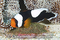 Panda Clownfish (Amphiprion polymnus), with eggs. Also known as Saddleback Anemonefish. Found in association with sea anemones throughout the Indo-West Pacific, with geographical colour variations. Anilao, Philippines. Coral Triangle.