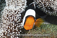 Panda Clownfish (Amphiprion polymnus), with eggs. Also known as Saddleback Anemonefish. Found in association with sea anemones throughout the Indo-West Pacific, with geographical colour variations. Anilao, Philippines. Coral Triangle.