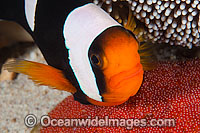 Panda Clownfish (Amphiprion polymnus), with eggs. Also known as Saddleback Anemonefish. Found in association with sea anemones throughout the Indo-West Pacific, with geographical colour variations. Anilao, Philippines. Within the Coral Triangle.