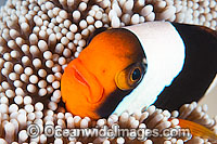 Panda Clownfish (Amphiprion polymnus). Also known as Saddleback Anemonefish. Found in association with sea anemones throughout the Indo-West Pacific, with geographical colour variations. Photo taken off Anilao, Philippines. Within the Coral Triangle.