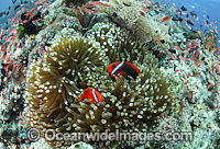 Tomato Anemonefish (Amphiprion frenatus), pair in a Sea Anemone. Also known as Bridled Anemonefish. Found throughout South-East Asia, western Pacific to Japan. Photo taken in Philippines. Within the Coral Triangle.