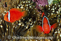 Tomato Anemonefish (Amphiprion frenatus), pair in a Sea Anemone. Also known as Bridled Anemonefish. Found throughout South-East Asia, western Pacific to Japan. Photo taken in Philippines. Within the Coral Triangle.