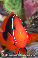 Tomato Anemonefish (Amphiprion frenatus). Also known as Bridled Anemonefish. Found throughout South-East Asia, western Pacific to Japan. Photo taken in Philippines. Within the Coral Triangle.