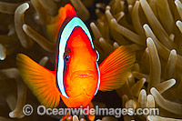 Tomato Anemonefish (Amphiprion frenatus), in a Sea Anemone. Also known as Bridled Anemonefish. Found throughout South-East Asia, western Pacific to Japan. Photo taken in Philippines. Within the Coral Triangle.