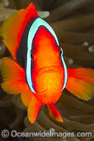 Tomato Anemonefish (Amphiprion frenatus), in a Sea Anemone. Also known as Bridled Anemonefish. Found throughout South-East Asia, western Pacific to Japan. Photo taken in Philippines. Within the Coral Triangle.