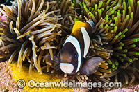Wideband Anemonefish (Amphiprion latezonatus), in anemone and with eggs. Known only from northern NSW to southern Qld and Lord Howe Island. Photo taken in Solitary Islands Marine Sanctuary, Coffs Harbour, NSW, Australia.
