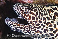 Honeycomb Moray Eel (Gymnothorax favageneus). Found throughout the Indo-West Pacific, including the Great Barrier Reef, Australia. Photo taken at Tulamben, Bali, Indonesia. Within the Coral Triangle.
