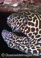 Honeycomb Moray Eel (Gymnothorax favageneus). Found throughout the Indo-West Pacific, including the Great Barrier Reef, Australia. Photo taken at Tulamben, Bali, Indonesia. Within the Coral Triangle.