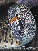 Cleaner Shrimp (Lysmata amboinensis), cleaning a Honeycomb Moray (Gymnothorax favageneus). Found throughout the Indo-West Pacific, including the Great Barrier Reef, Australia. Photo taken at Tulamben, Bali, Indonesia. Within Coral Triangle.