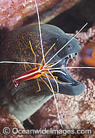 Cleaner Shrimp (Lysmata amboinensis), cleaning a Yellow-edged Moray (Gymnothorax flavimarginatus). Found throughout the Indo-West Pacific, including the Great Barrier Reef, Australia. Photo taken at Tulamben, Bali, Indonesia. Within Coral Triangle.
