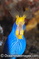 Blue Ribbon Eel (Rhinomuraena quaesita). Found throughout South-East Asia and Indo-Central Pacific, including the Great Barrier Reef, Queensland, Australia.