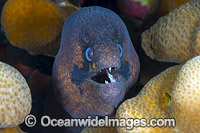 Masked Moray (Gymnothorax breedeni). Found in East Africa and Seychelles to Line and Marquesas Islands. Photo taken at Christmas Island, Australia.