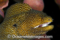 White-mouth Moray (Gymnothorax meleagris). Found throughout the Indo-West Pacific, including the Great Barrier Reef, Australia. Photo taken at Christmas Island, Australia.