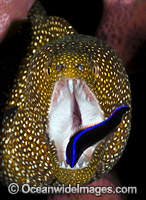 White-mouth Moray (Gymnothorax meleagris), being cleaned by a juvenile Cleaner Wrasse (Labroides sp.). Found in Indo-West Pacific, including the Great Barrier Reef, Australia. Photo taken at Christmas Island, Australia.