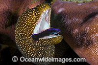 White-mouth Moray (Gymnothorax meleagris), being cleaned by a juvenile Cleaner Wrasse (Labroides sp.). Found in Indo-West Pacific, including the Great Barrier Reef, Australia. Photo taken at Christmas Island, Australia.