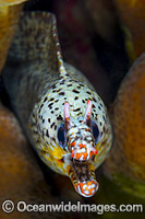 Dragon Moray (Enchelycore pardalis). Found in Indo-Pacific from Reunion to Hawaiian, Line and Society Islands, to southern Japan, southern Korea, and New Caledonia. Photo taken at Christmas Island, Australia.
