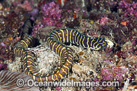Snake Eel (Myrichthys paleracio). A new species recently discovered on the reefs off Anilao, Philippines. Within the Coral Triangle.