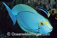 Blue-streak Cleaner Wrasse (Labroides dimidiatus) cleaning a Pale Surgeonfish (Acanthurus mata). Bali, Indonesia