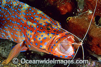 Cleaner Shrimp (Lysmata amboinensis) cleaning a Coral Grouper (Cephalopholis miniata). Also known as Coral Rock Cod. Found throughout the Indo-West Pacific, including Great Barrier Reef, Australia.