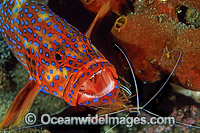 Cleaner Shrimp (Lysmata amboinensis) cleaning a Coral Grouper (Cephalopholis miniata). Also known as Coral Rock Cod. Found throughout the Indo-West Pacific, including Great Barrier Reef, Australia.