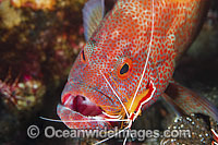 Cleaner Shrimp (Lysmata amboinensis), cleaning a Tomato Grouper (Cephalopholis sonnerati), also known as Tomato Rock Cod. Found throughout the Indo-West Pacific, including Great Barrier Reef, Australia.