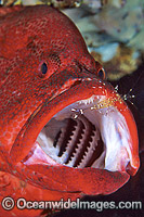 Cleaner Shrimp (Urocardidella antonbruunii) cleaning the mouth of a Tomato Grouper (Cephalopholis sonnerati). Also known as Tomato Rock Cod. Bali, Indonesia