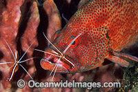 Cleaner Shrimp (Lysmata amboinensis) cleaning a Tomato Grouper (Cephalopholis sonnerati). Also known as Tomato Rock Cod. Bali, Indonesia