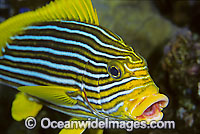 Ribbon Sweetlips (Plectorhinchus polytaenia). Also known Striped and Yellow-ribbon Sweetlips. Found throughout the Indo-Pacific. Photo taken at Tulamben, Bali, Indonesia.