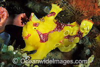 Clown Frogfish (Antennarius maculatus). Also known as Clown Anglerfish. Found on sheltered reefs throughout the Indo-West Pacific. This species is variable in colour, but usually has a red or orange margin on the fins. Photo, Tulamben, Bali, Indonesia