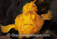 Painted Frogfish (Antennarius pictus). Also known as Painted Anglerfish. Found usually near sponges throughout the Indo-West Pacific. This species is highly variable in colour and can come in any colour. Photo taken, Lembeh Strait, Sulawesi, Indonesia