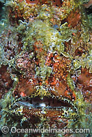 Giant Frogfish (Antennarius commersoni) - showing close detail of face. Also known as Giant Anglerfish. Found throughout the Indo-West Pacific. Photo taken, Lembeh Strait, Sulawesi, Indonesia