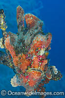 Giant Frogfish (Antennarius commersoni), mimicking a Sea Sponge. Also known as Giant Anglerfish. This species is highly variable in colour. Found throughout the Indo-West Pacific. Photo taken off Anilao, Philippines. Within the Coral Triangle.