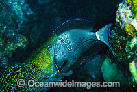 Undulate Moray Eel (Gymnothorax undulatus) feeding on captured Surgeonfish. Great Barrier Reef, Queensland, Australia