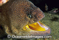 Yellow-mouth Moray Eel (Gymnothorax nudivomer). New South Wales, Australia