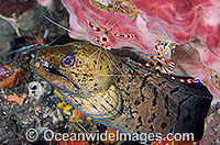 Spot-face Moray Eel (Gymnothorax fimbriatus) - at a fish cleaning station, attended by two Banded Coral Cleaner Shrimp (Stenopus hispidus). Found in tropical Australian waters and throughout South East Asia and Indo-West Pacific.