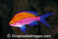 Yellow-backed Basslet (Pseudanthias bicolor). Indo-Pacific
