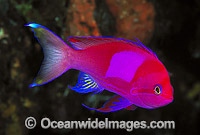 Square-spot Basslet (Pseudanthias pleurotaenia) - male. Also known as Mirror Basslet. Indo-Pacific