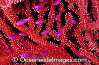 Fairy Basslets, (Pseudanthias tuka) - juvenile amongst Gorgonian Fan Coral. Great Barrier Reef, Queensland, Australia