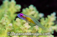 Purple-eyed Goby (Bryaninops natans) on Acropora Coral. Great Barrier Reef, Queensland, Australia