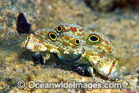 Crab-eyed Goby (Signigobius biocellatus). Kimbe Bay, Papua New Guinea