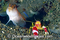 Flag-tail Shrimp Goby (Amblyeleotris yanoi) and Shrimp (Alpheus randalli). Bali, Indonesia