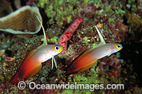 Red Fire Goby (Nemateleotris magnifica). Also known as Fire Dartfish. Great Barrier Reef, Queensland, Australia