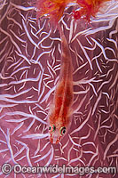 Soft-coral Goby (Pleurosicya boldinghi). Found in association with Dendronephya soft corals throughout the Indo-West Pacific, including north-western Australia