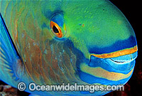 Bridled Parrotfish (Scarus frenatus) showing detail of mouth and eye. Night colour. Indo-Pacific