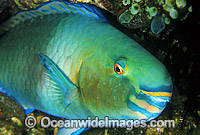 Bridled Parrotfish (Scarus frentaus) showing detail of mouth and eye. Night colour. Indo-Pacific