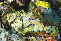 Spotted Filefish (Pseudomonacanthus macrurus). Also known as Strapweed Filefish. Found throughout West Pacific, Philippines to northern Australia, including Great Barrier Reef. Within the Coral Triangle.