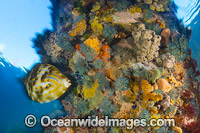 Mosaic Leatherjacket (Eubalichthys mosaicus), amongst colourful sea sponges and other invertebrate life attached to a pylon beneath Blairgowrie Jetty. Port Phillip Bay, Mornington Peninsula, Victoria, Australia.