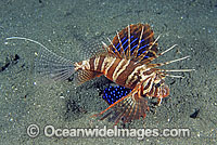 Gurnard Lionfish (Parapterois heterura). Found throughout the Indo-West Pacific, but not common. Photo taken in Bali, Indonesia.