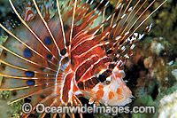 Ragged-finned Lionfish (Pterois antennata). Also known as Spotfin Lionfish. Great Barrier Reef, Queensland, Australia