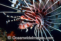 Ragged-finned Lionfish (Pterois antennata). Also known as Spotfin Lionfish. Great Barrier Reef, Queensland, Australia